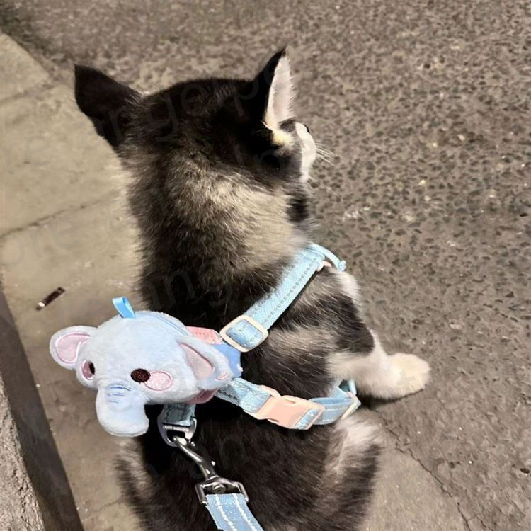Collars Leashes Creative Cute Pet Traction Cat Bag Back Accessories Small Outing Chest Strap Dog Walking Rope