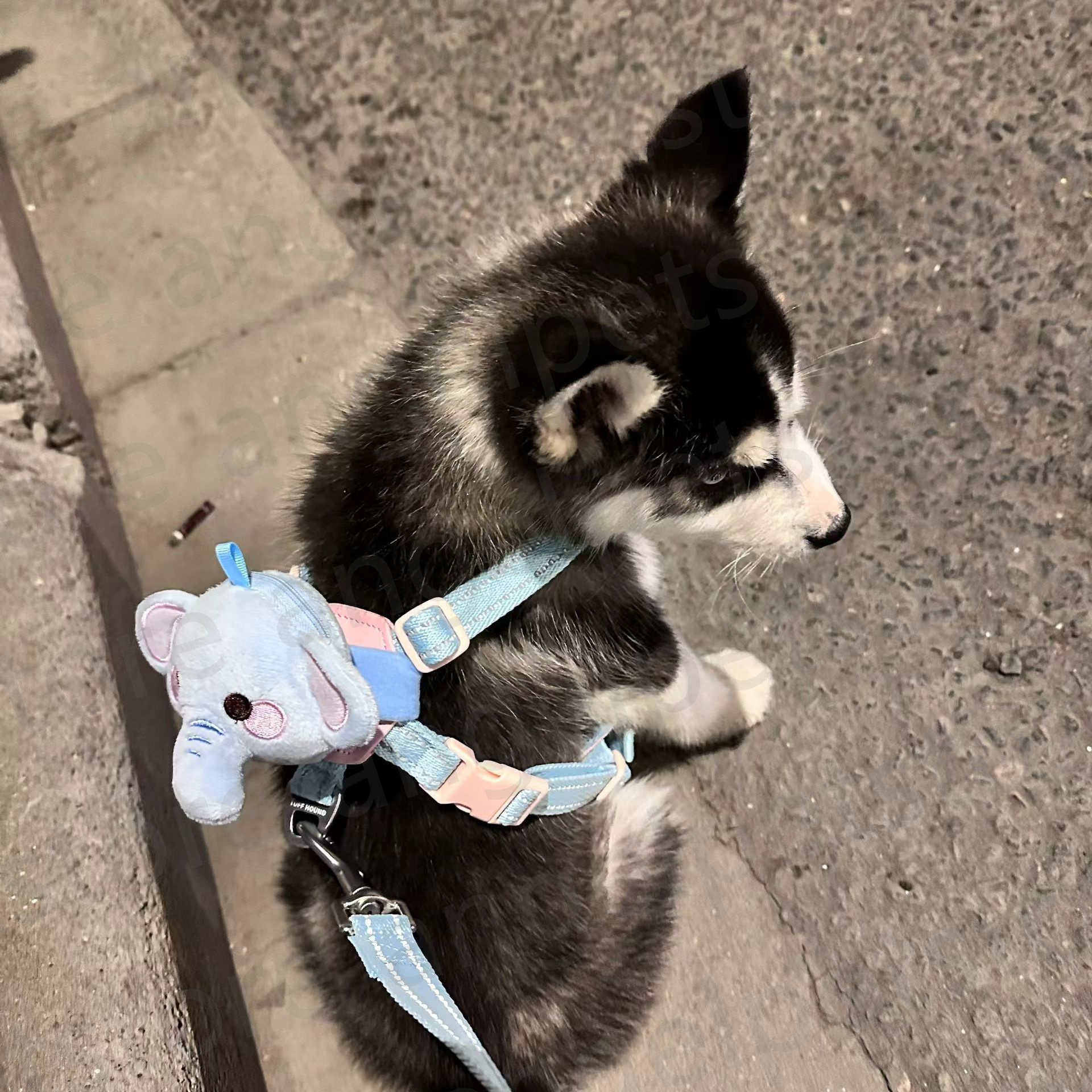 Collars Leashes Creative Cute Pet Traction Cat Bag Back Accessories Small Outing Chest Strap Dog Walking Rope