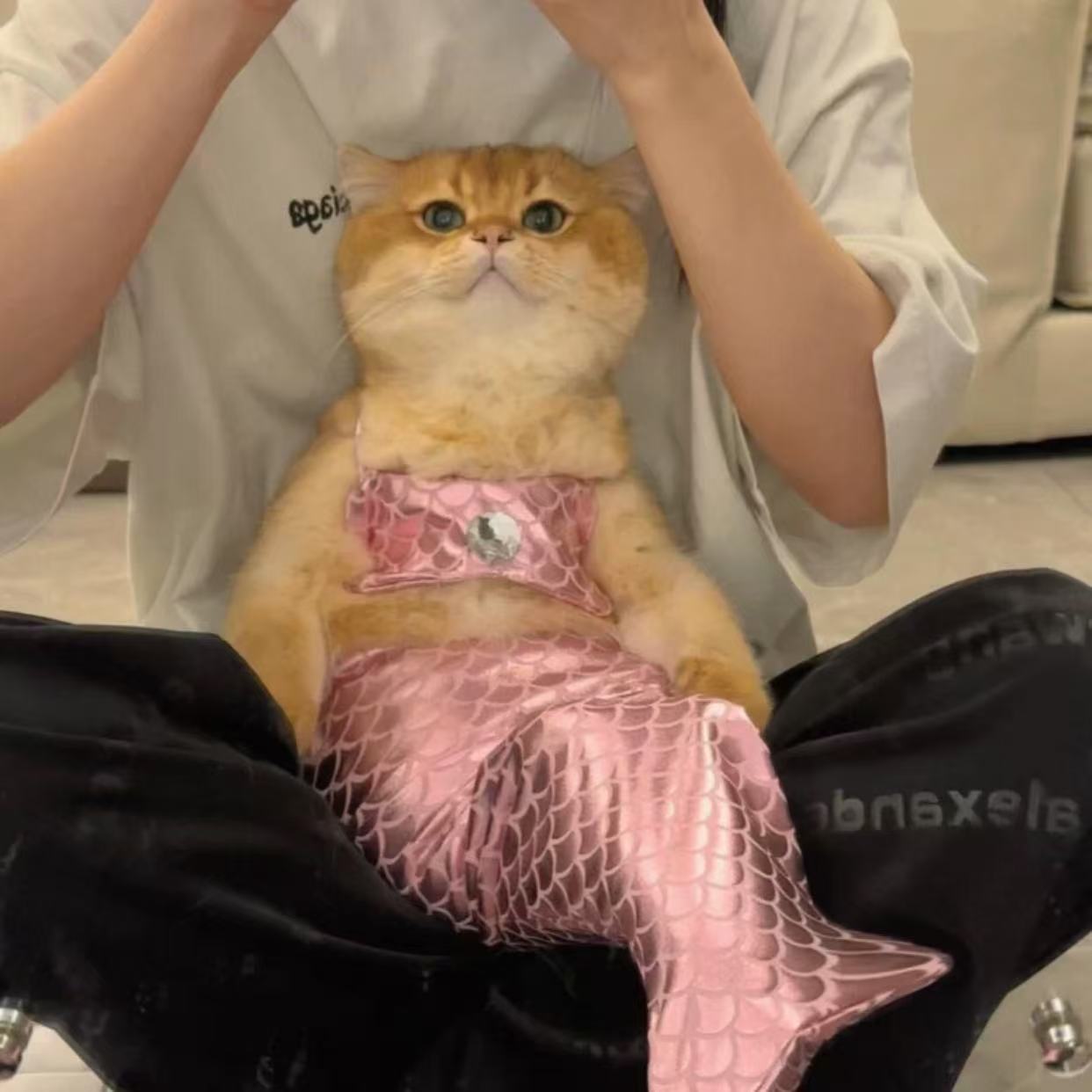 Pet cat mermaid tail clothes summer thin style funny dog styling shooting props costumes