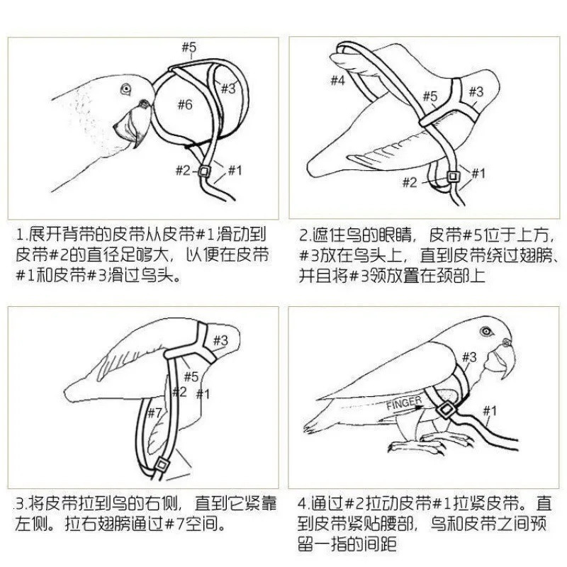 Parrots release rope tiger skin peonies Xuan Feng birds use little angel suspenders to walk birds pull and release ropes 250117
