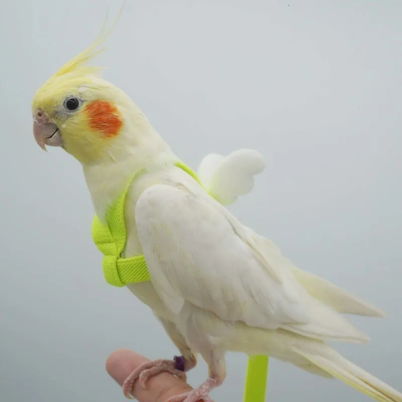 Parrots release rope tiger skin peonies Xuan Feng birds use little angel suspenders to walk birds pull and release ropes 250117