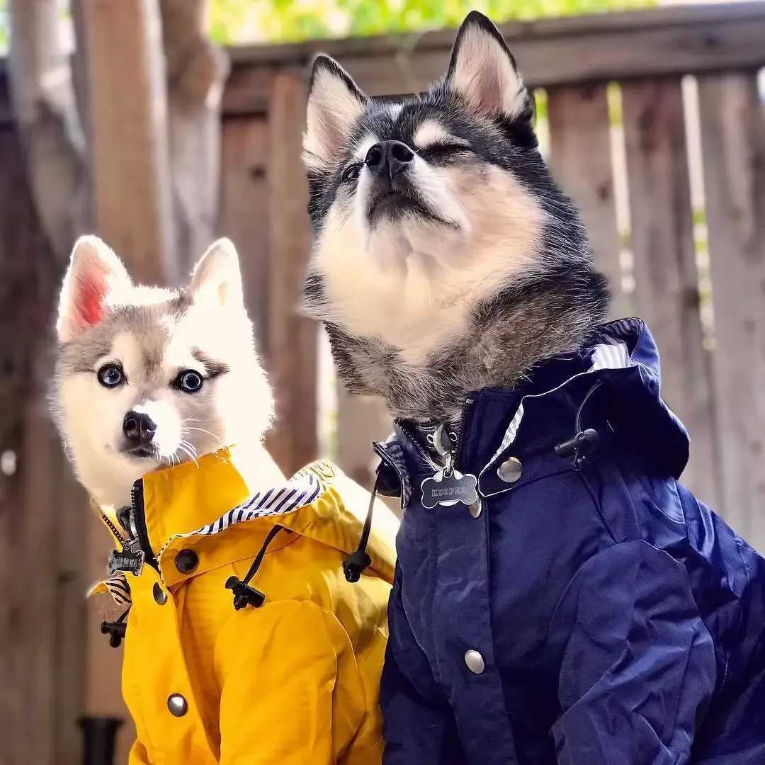 Dog Zip Up Raincoat with Reflective Buttons Pet Jacket WindbreakerDog Raincoat for Large Dogs with Hood S-5XL Large BreedXJ250121