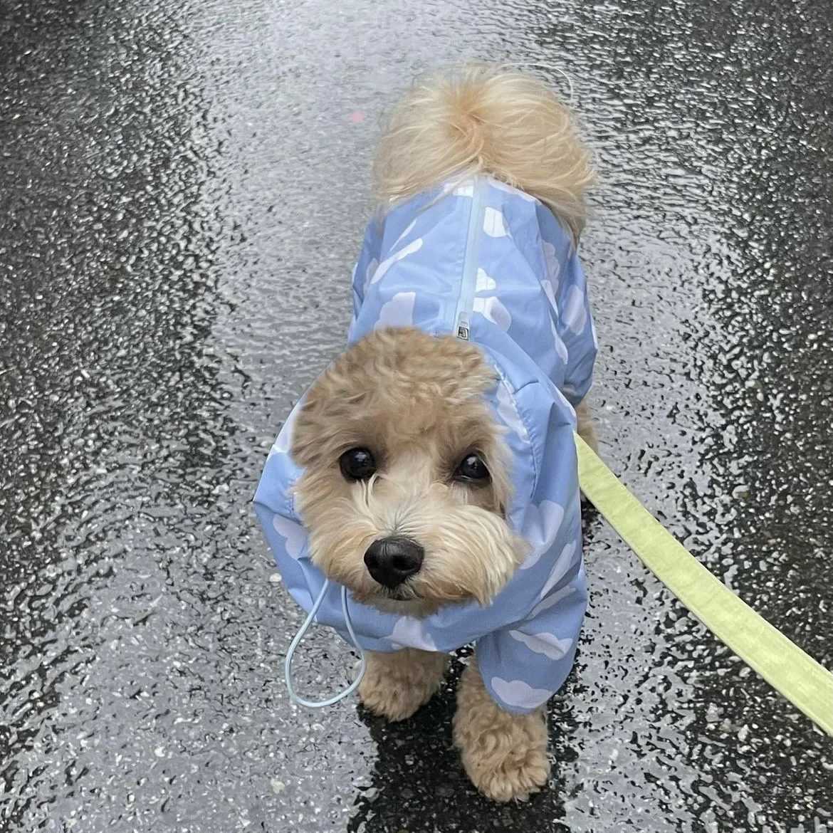 Cute Clouds Love Dog Raincoat Tpu Thickened Waterproof All-Inclusive Rain Poncho Pet Puppy Hooded Four-Legged Coat Dog ClothesXJ250121