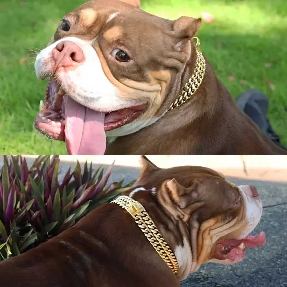 Heavy Duty Stainless Steel Dog Collar 12mm Double Row Chain Collar Gold Cuban Link for Medium Large Dogs Metal Pet Chain Collar X250129