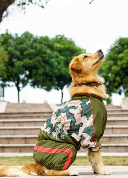 Girl Stock Large Dog Raincoat Golden Retriever Raincoat For A Dog Waterproof Clothes Pet Jumpsuit Belly Closed Big Animal GoodsXJ250121