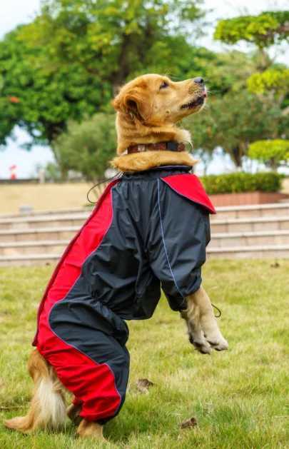 Girl Stock Large Dog Raincoat Golden Retriever Raincoat For A Dog Waterproof Clothes Pet Jumpsuit Belly Closed Big Animal GoodsXJ250121
