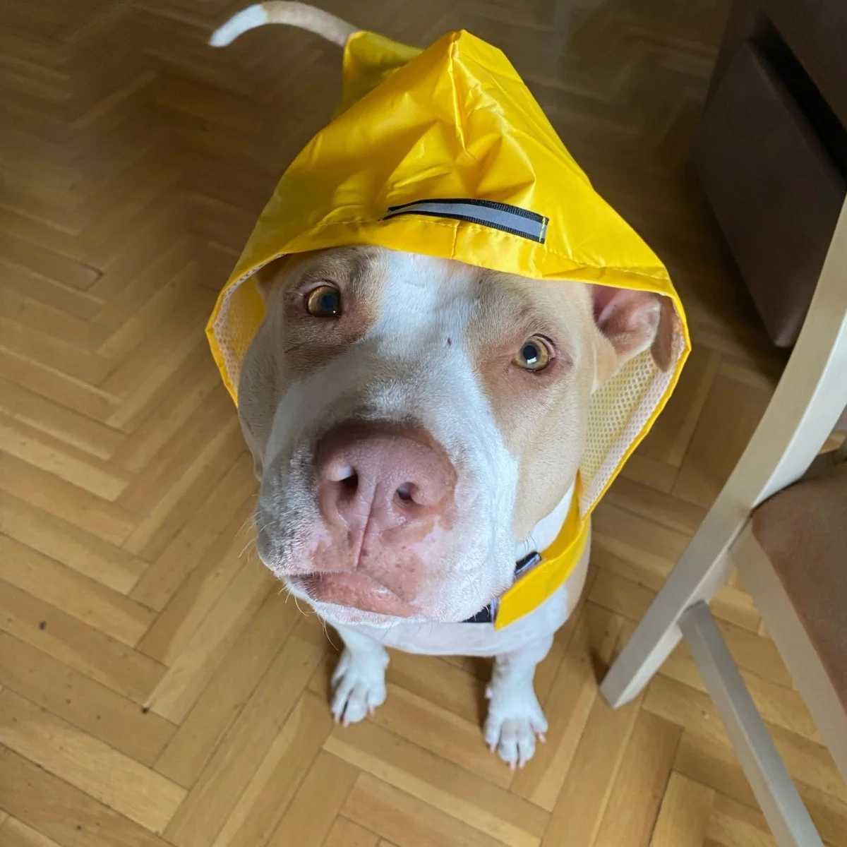 Dog Raincoat Convenient Reflective Pet Rainy Dog Clothes Outdoor Waterproof Cape Pet RaincoatXJ250121