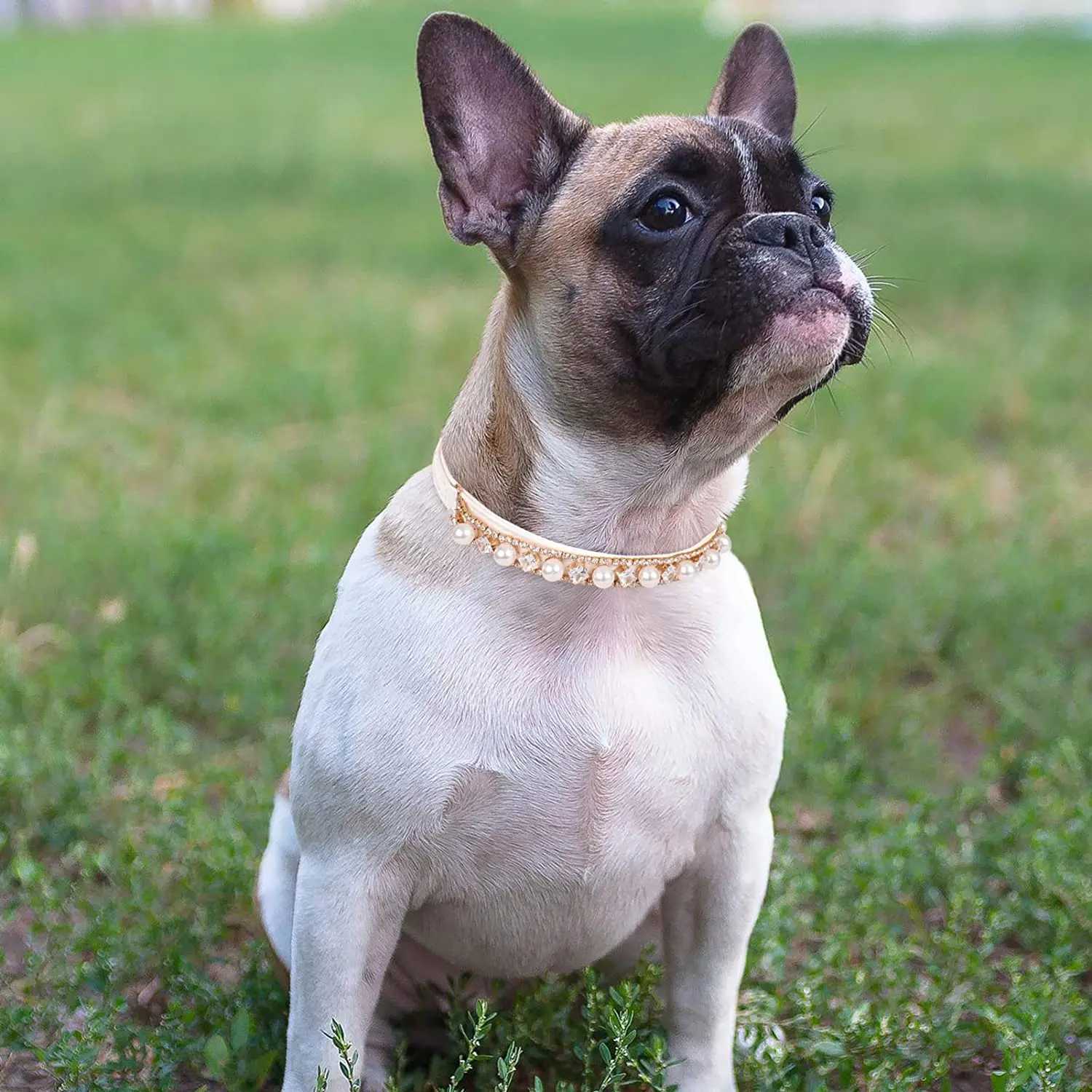 Luxury Rhinestone Puppy Collar for Small Dogs Cat Necklace Bling Crystal Jewelry Pet Accessory Princess Diamond Wedding Collar X250129
