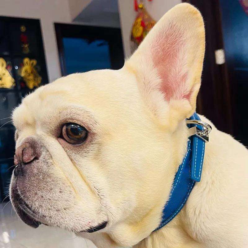Designer Dog INS Style Printed Leather Collar, Premium, Padded, Strong, Adjustable for Small Medium Dogs, Heavy Metal Buckle, Ultra-Durable, XS Yellow