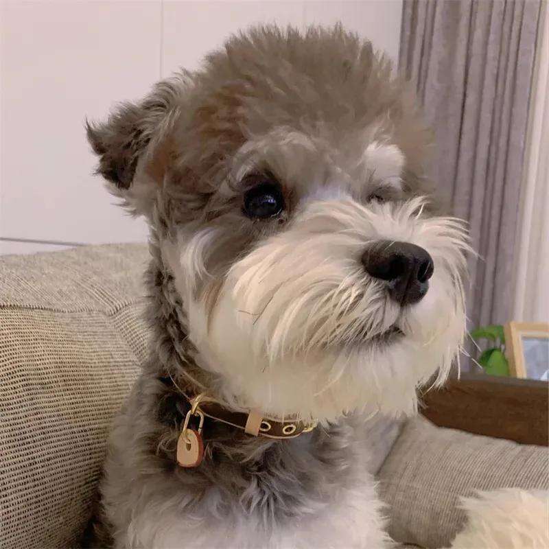 Designer Collars Set, White Multicolour Dog Tag, Durable Leather Collar and Leash with Metal Buckle for Small Dogs, Puppy Collar, S Free shipping