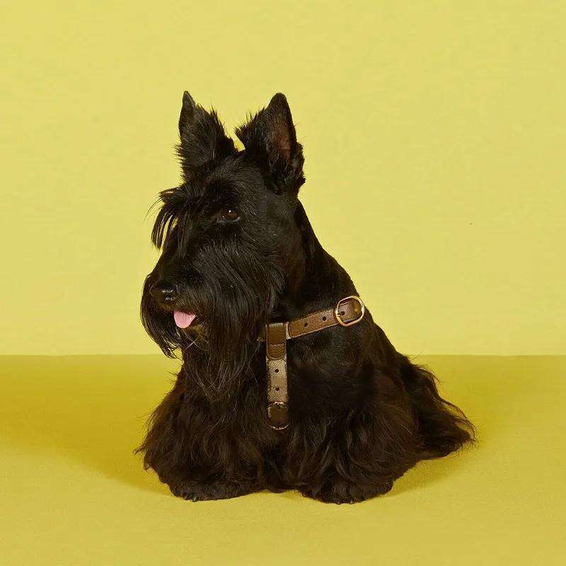Designer Collar and Leash Step in Dog Harness, Easy Fit Adjustable Pet Comfortable, Lightweight Leather Harness for Walking or Training Small Dogs XS 
