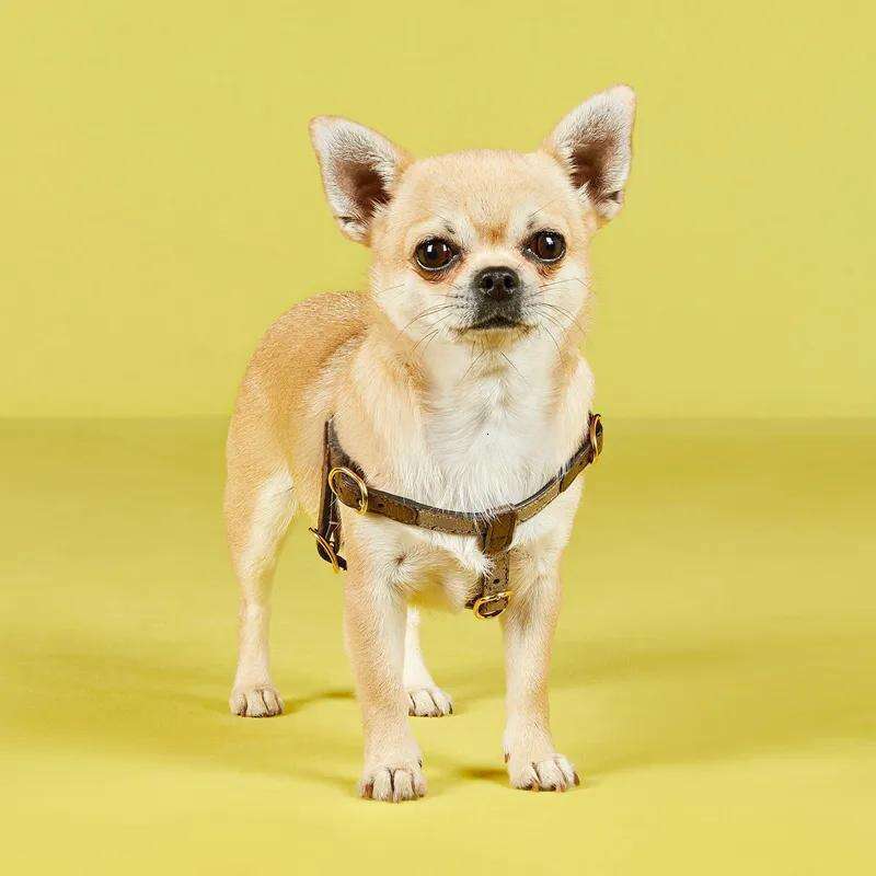 Designer Collar and Leash Step in Dog Harness, Easy Fit Adjustable Pet Comfortable, Lightweight Leather Harness for Walking or Training Small Dogs XS 