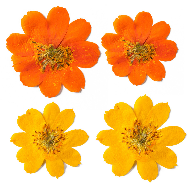 72 Flowers Pressed Cosmos sulphureus Herbarium Real Flower Natural Dry Flowers for Resin Molds Phone Cases DIY Art Crafts Jewelry Making DIY Gift Scrapbooking
