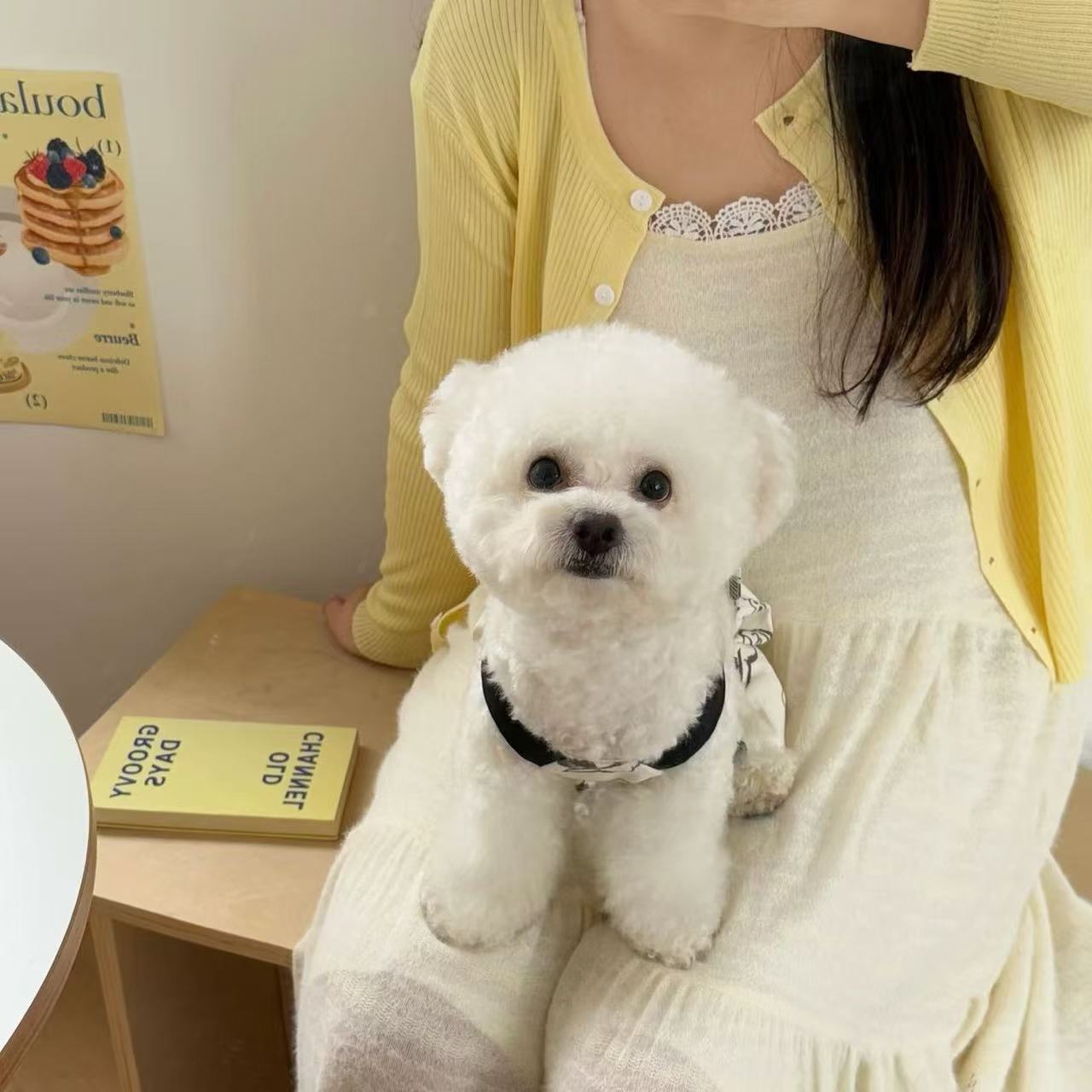 T908 Dog clothes spring and summer thin 2025 new small dog Bichon Teddy cat Maltese anti-hair loss skirt