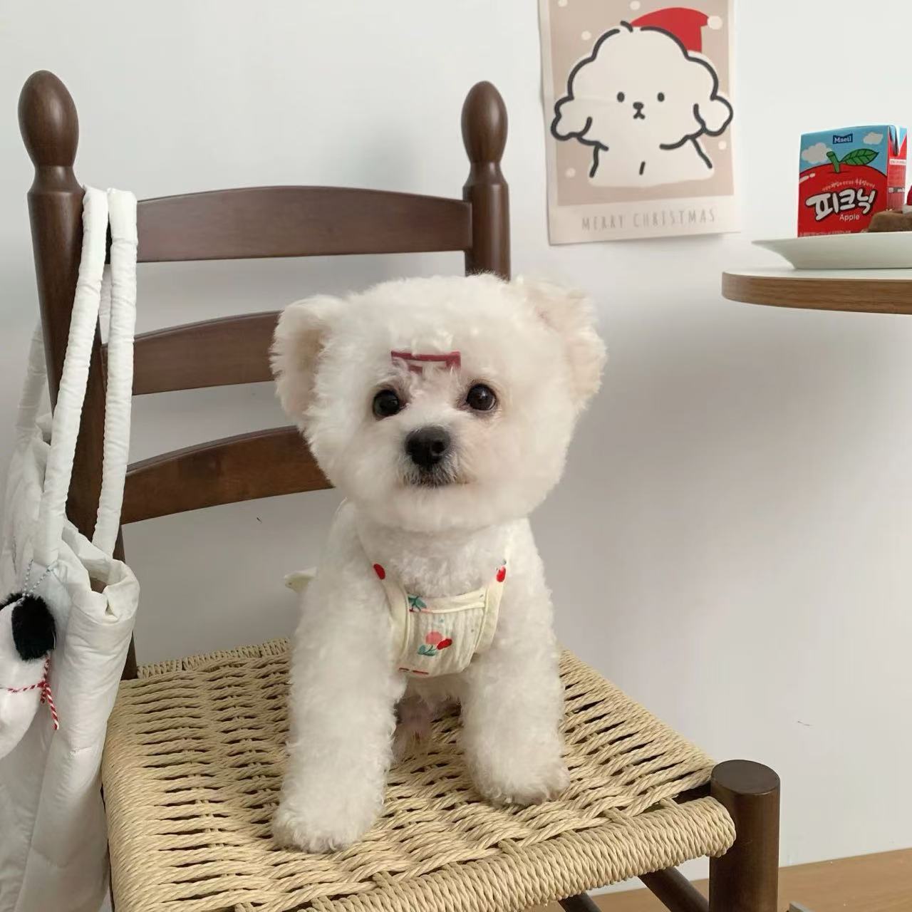 T913 Dog clothes spring and summer 2025 new Teddy Bichon small dog summer pet cat anti-hair loss cute vest
