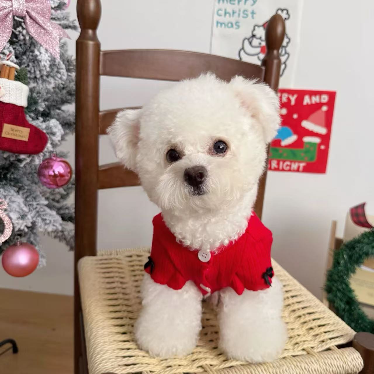 T915 Autumn and winter New Year red clothes Maltese Yorkshire Terrier Bichon dog cat clothes