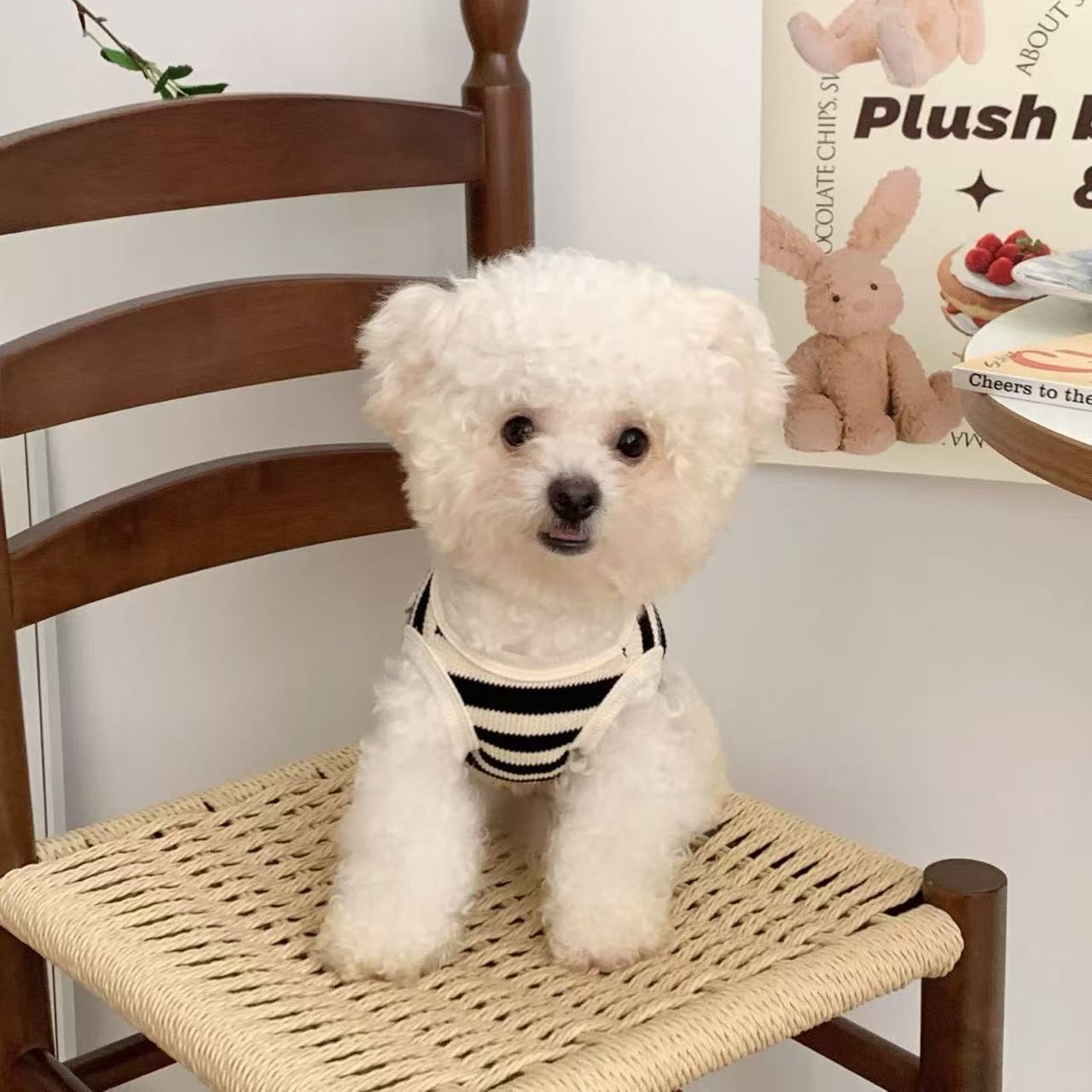 T916 Pet cat and dog clothes anti-hair loss vest spring and summer can be pulled 2025 new small dog puppy summer clothes