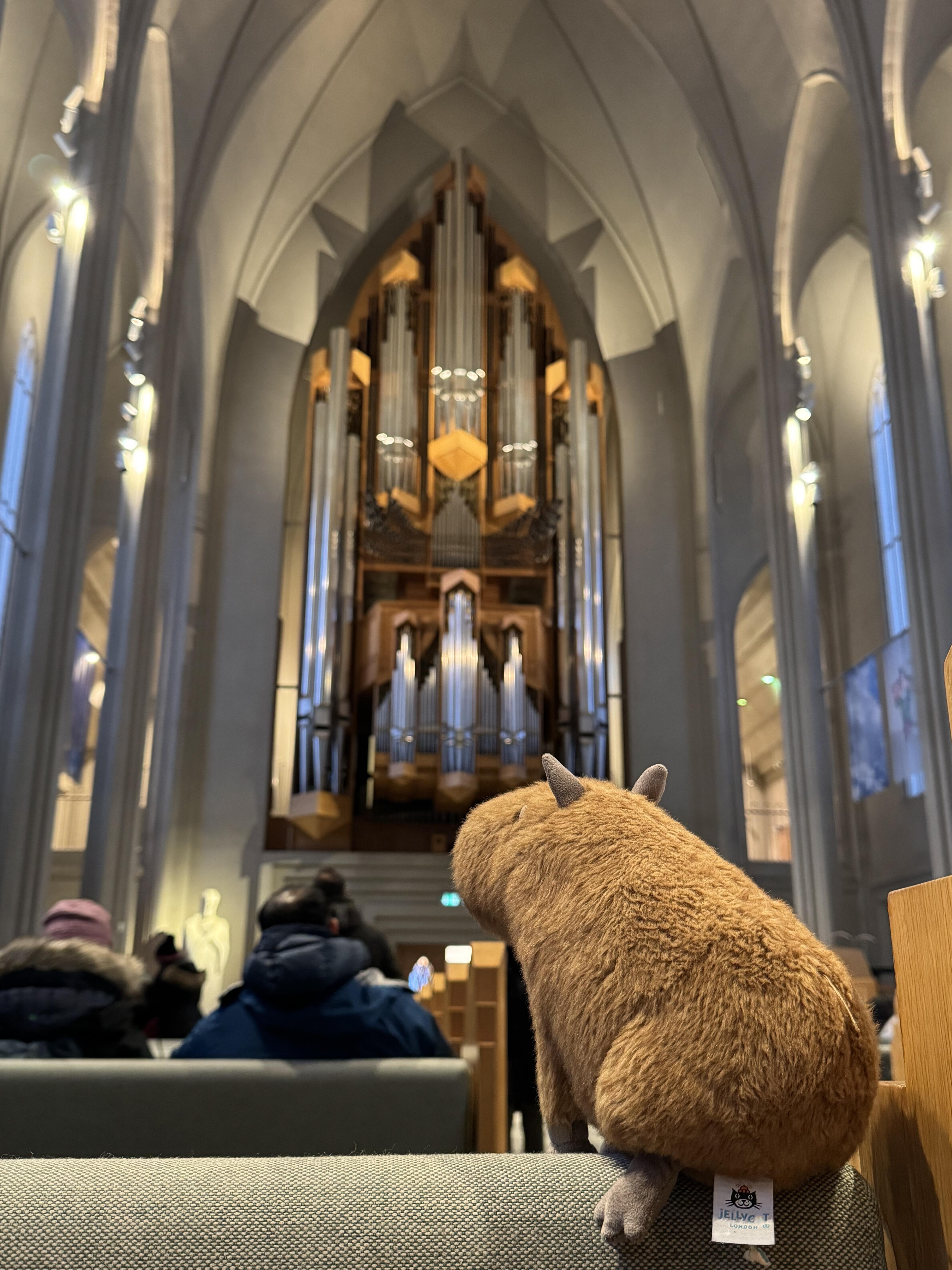 Dolls jellys cat Clyde Capybara Plush Children's plush toys Kapibala Soft Toy Dolphin body pillow Cute Soothing Doll GiftsJelly Cat Y260128