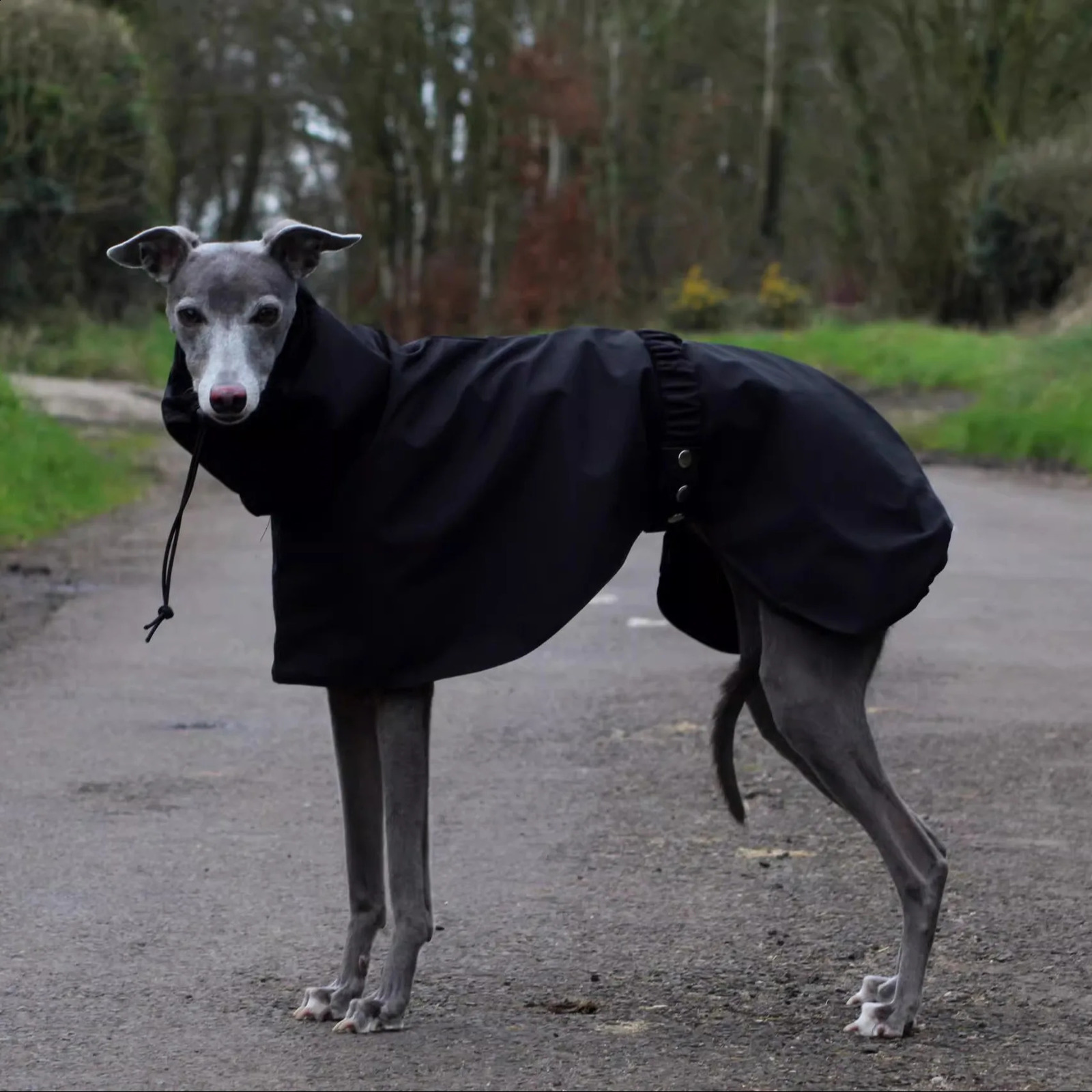 Fashion Adjustable Greyhound Whippet Raincoat Waterproof Windproof Berlington Terrier Soft Dog Vest Jacket for Media Large Dogs 250805