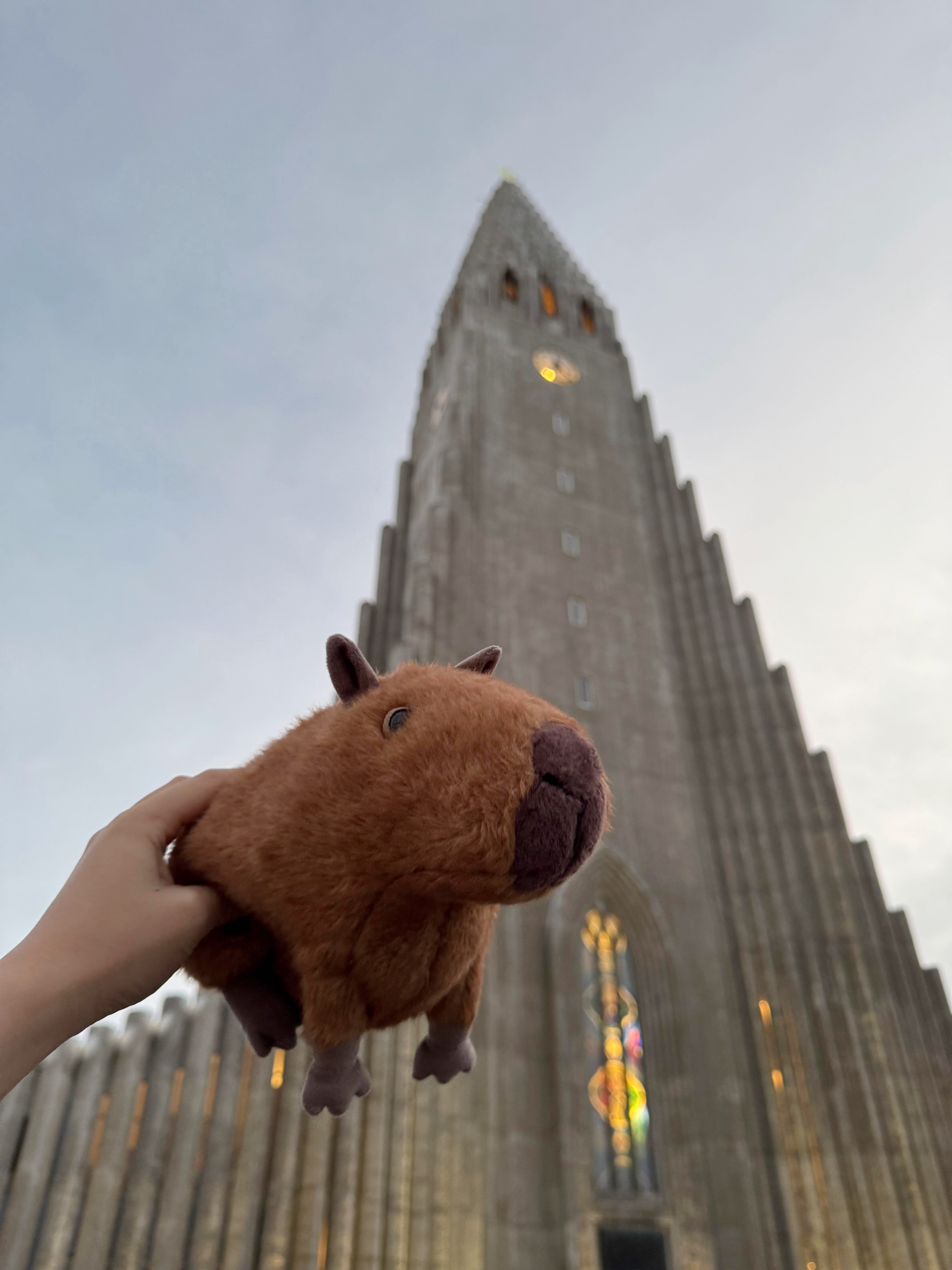 Dolls jellys cat Clyde Capybara Plush Children's plush toys Kapibala Soft Toy Dolphin body pillow Cute Soothing Doll GiftsJelly Cat Y260128