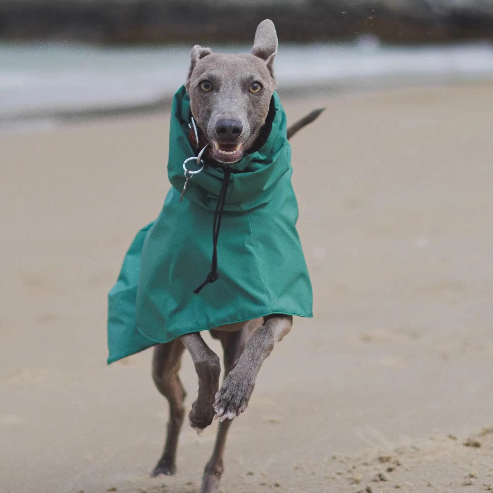 Fashion Adjustable Greyhound Whippet Raincoat Waterproof Windproof Berlington Terrier Soft Dog Vest Jacket for Media Large Dogs 250805