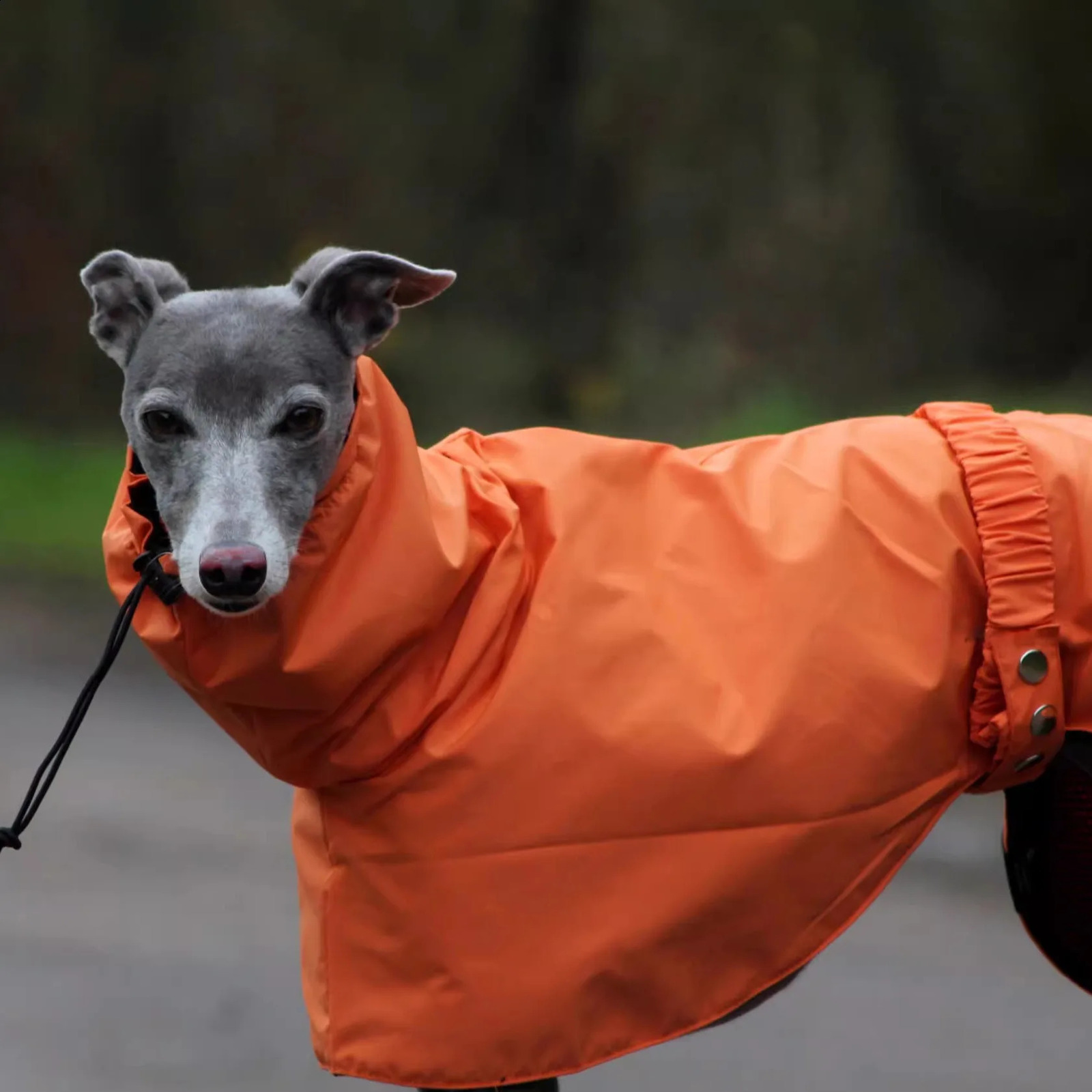 Fashion Adjustable Greyhound Whippet Raincoat Waterproof Windproof Berlington Terrier Soft Dog Vest Jacket for Media Large Dogs 250805