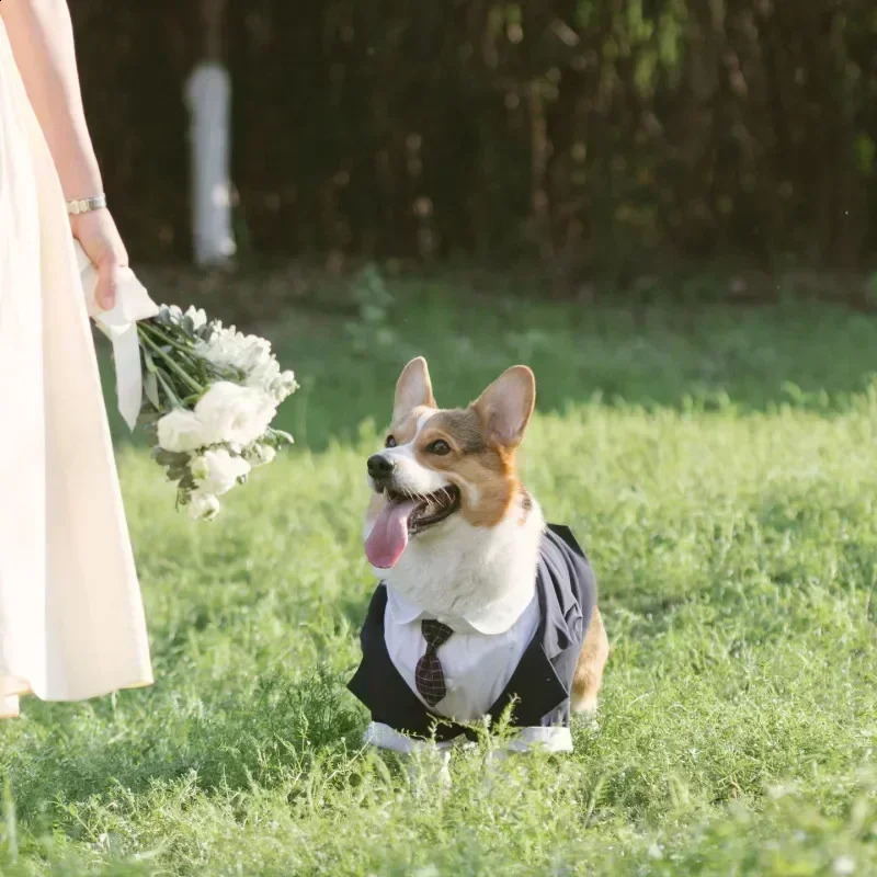 Boy Dog Clothes Tuxedo Poodle Schnauzer Corgi Shiba Inu Husky Labrador Golden Retriever Big Large Dog Clothing Wedding Suit 250805