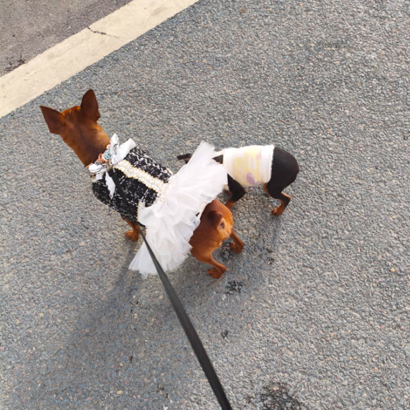 Luxury Designer Dog Harness and Leash Set for Small Dogs Puppy Walking Vest Harness for Chihuahua Yorkie Pet Supplies