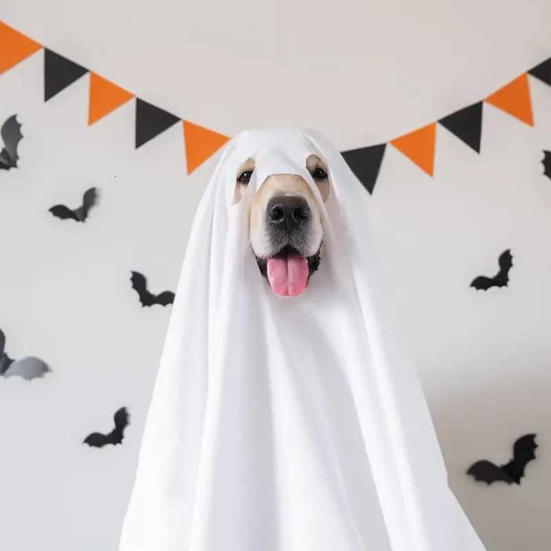 Dog Cosplay Costume Halloween Ghost Pet Cloak Spooky Soft Pet Clothes Breathable Dog Costume for Pranks Halloween Props XJ250813