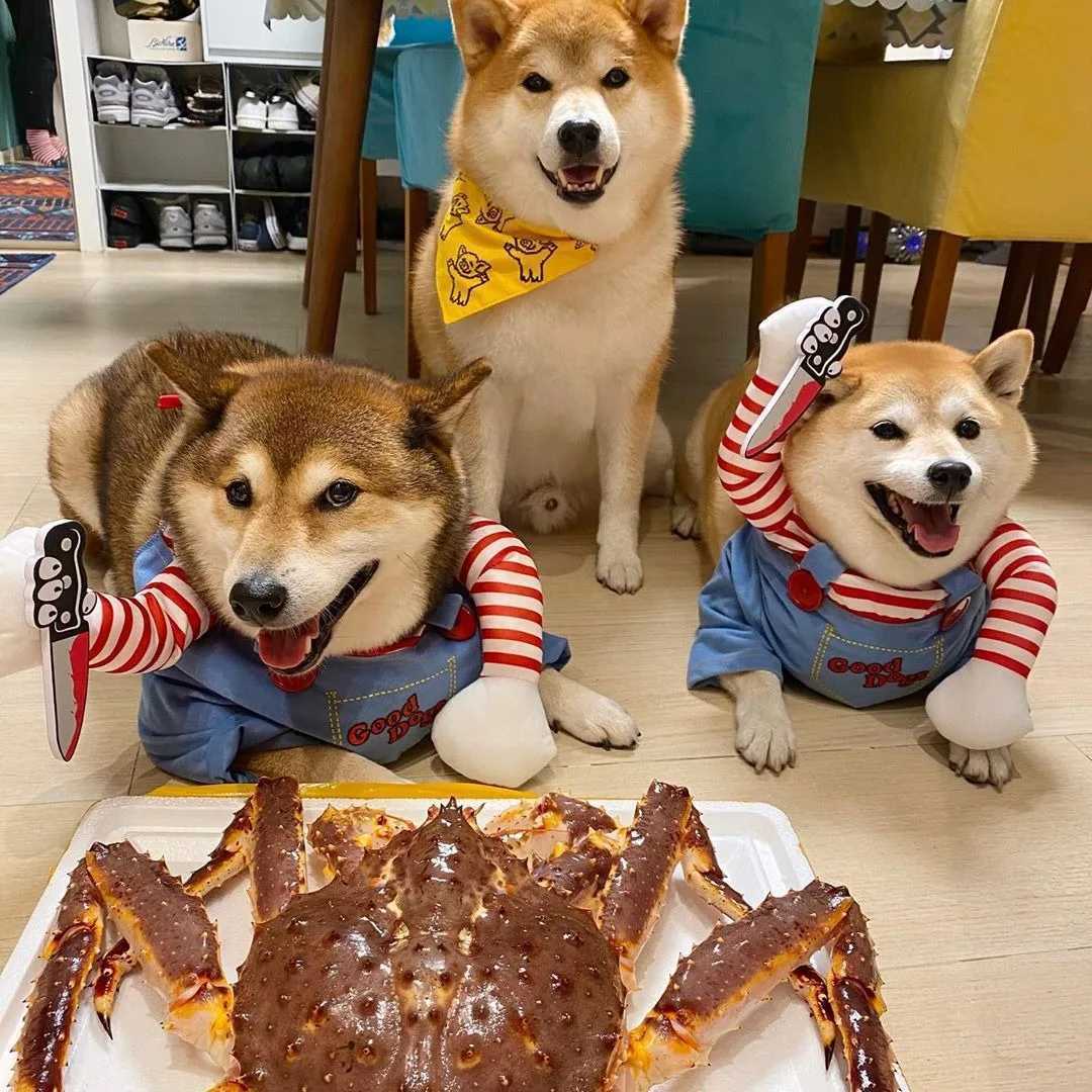 Fashion Funny Dog Horror Movie Clothes Sweatshirt Set Cosplay Chucky Pet Party Costume Comical Outfits Halloween Dress JumpsuitXJ250813