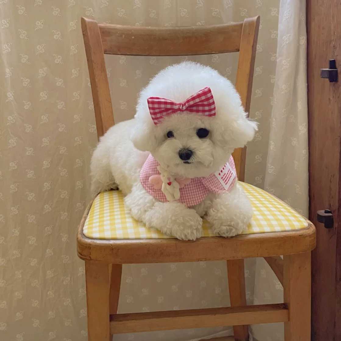 2-piece pet plaid bib and hairpin pet hairball towel cape for cats and dogs pet decorative plaid dress up your petXJ250813