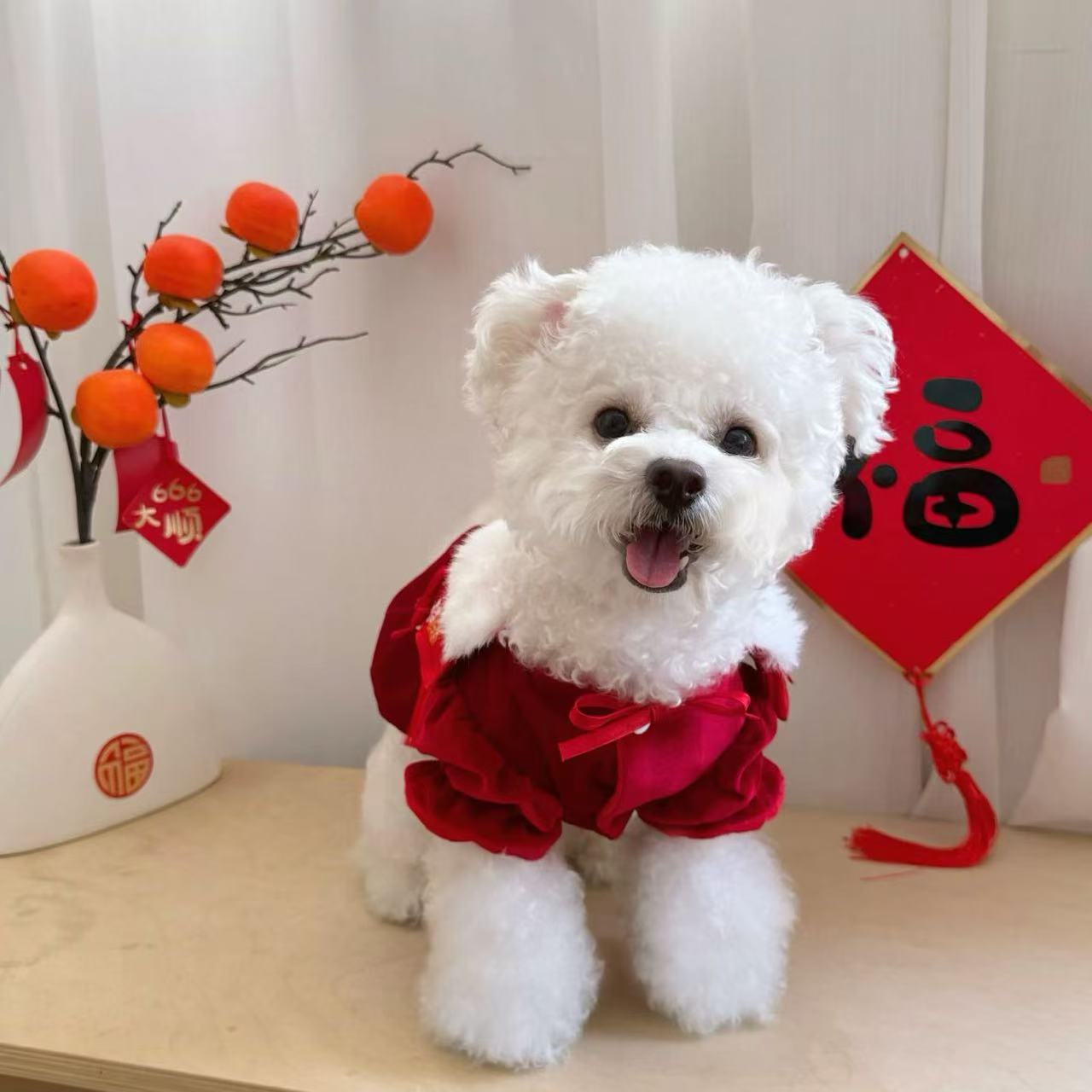 T936 Pet festive New Year blessing suit Tang suit winter Bichon Teddy Pomeranian small puppy autumn and winter dog clothing