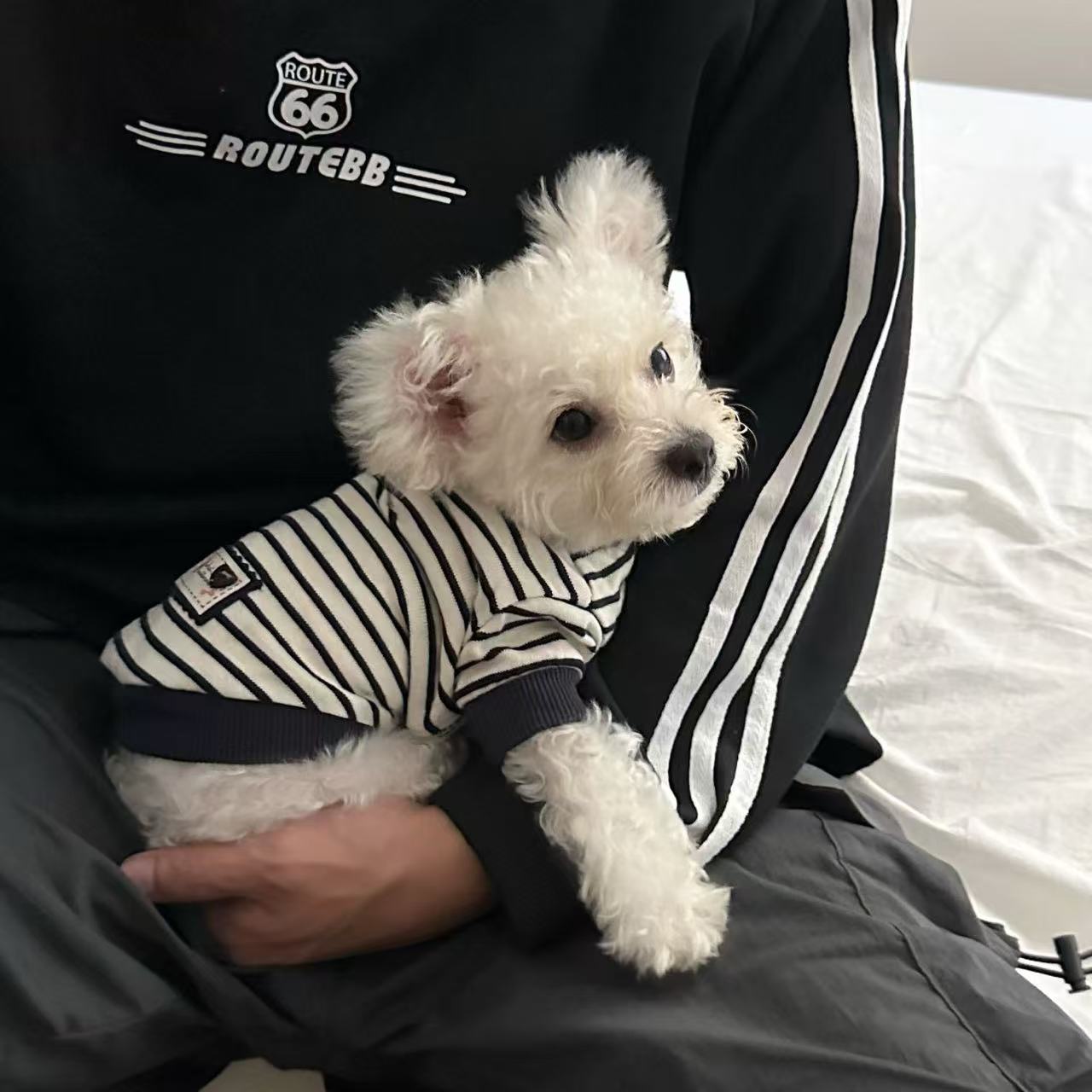 T938 Spring and Autumn Pet Dog Clothes Autumn Warm Small Dog Puppy Bichon Teddy Pomeranian Puppy Bottoming Shirt