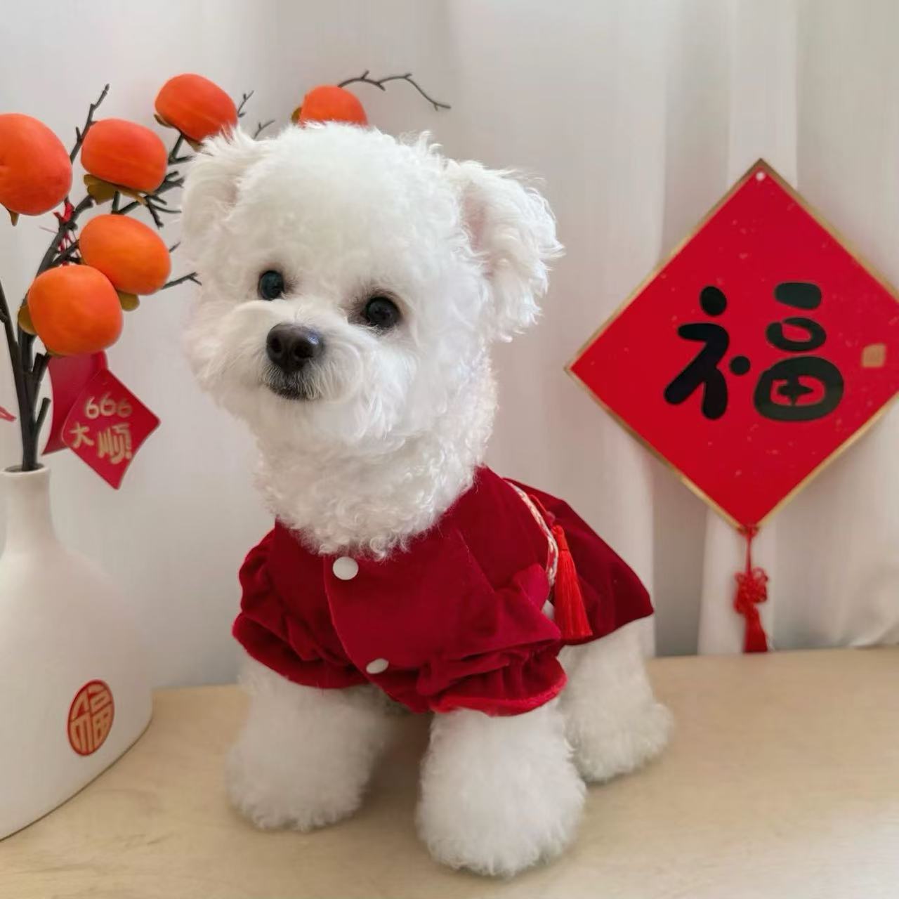 T936 Pet festive New Year blessing suit Tang suit winter Bichon Teddy Pomeranian small puppy autumn and winter dog clothing