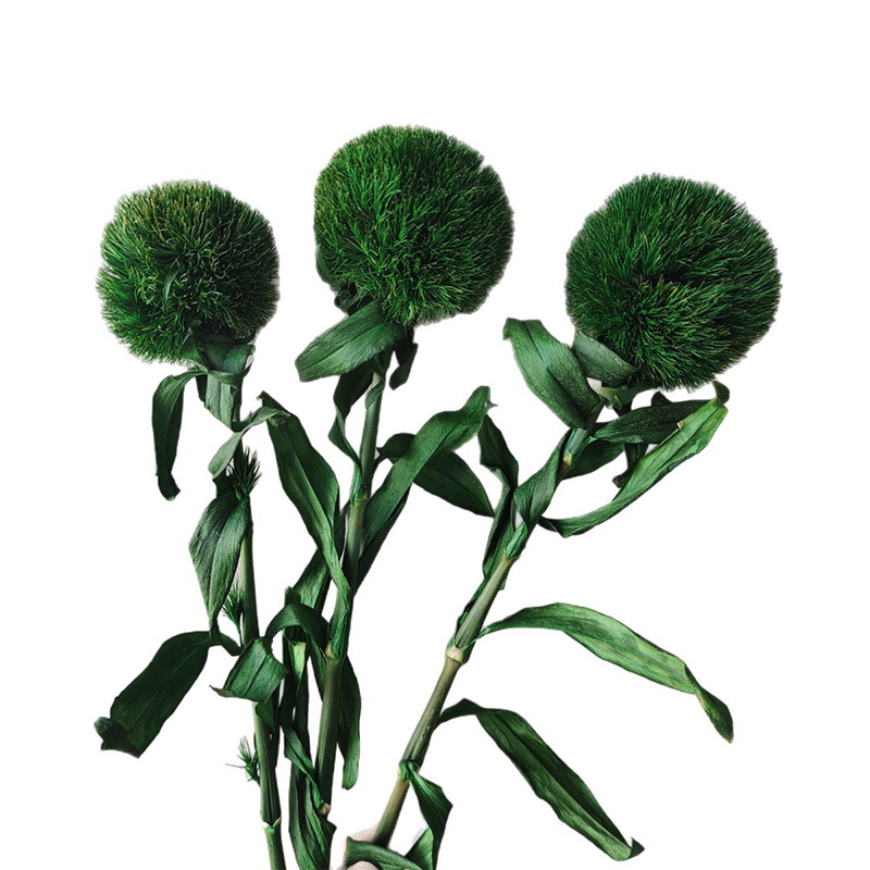 3 Stems Preserved Green Haired Ball Natural Real Greenery Evergreen Plant Office Home Party Wedding Room Decoration Vase Filler Birthday Gifts Forever Flowers