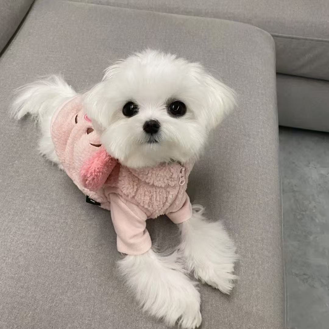 T1006 New autumn and winter pet dog clothes pig elephant transformation clothes cotton clothes thickened Teddy Bichon Yorkshire Terrier clothes