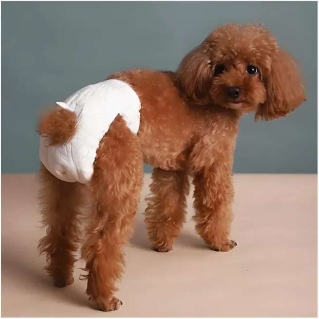 oem brand manufacturer disposable pee urine-absorbent for female dog - accessories and pet diaper supplies price
