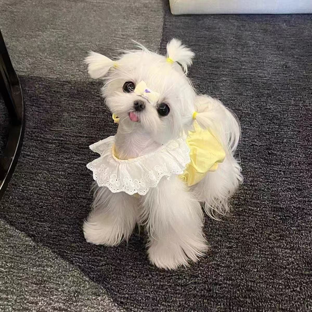 T1056 Pet Yorkshire Terrier Bichon Pomeranian Maltese Puppy Cute Hollow Skirt Spring and Summer Thin Dog Clothes