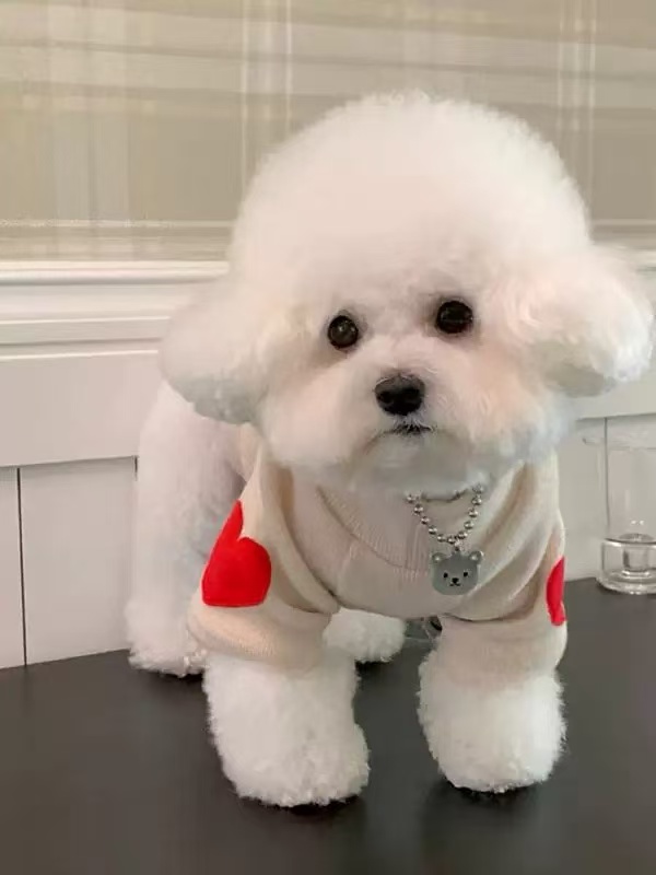T1058 Pet clothes for dogs cats Maltese princess hollow skirt spring summer style breathable anti-hair loss small and medium-sized pets