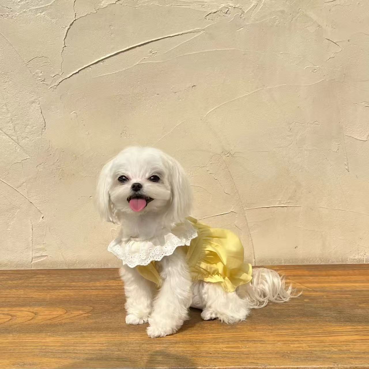 T1056 Pet Yorkshire Terrier Bichon Pomeranian Maltese Puppy Cute Hollow Skirt Spring and Summer Thin Dog Clothes