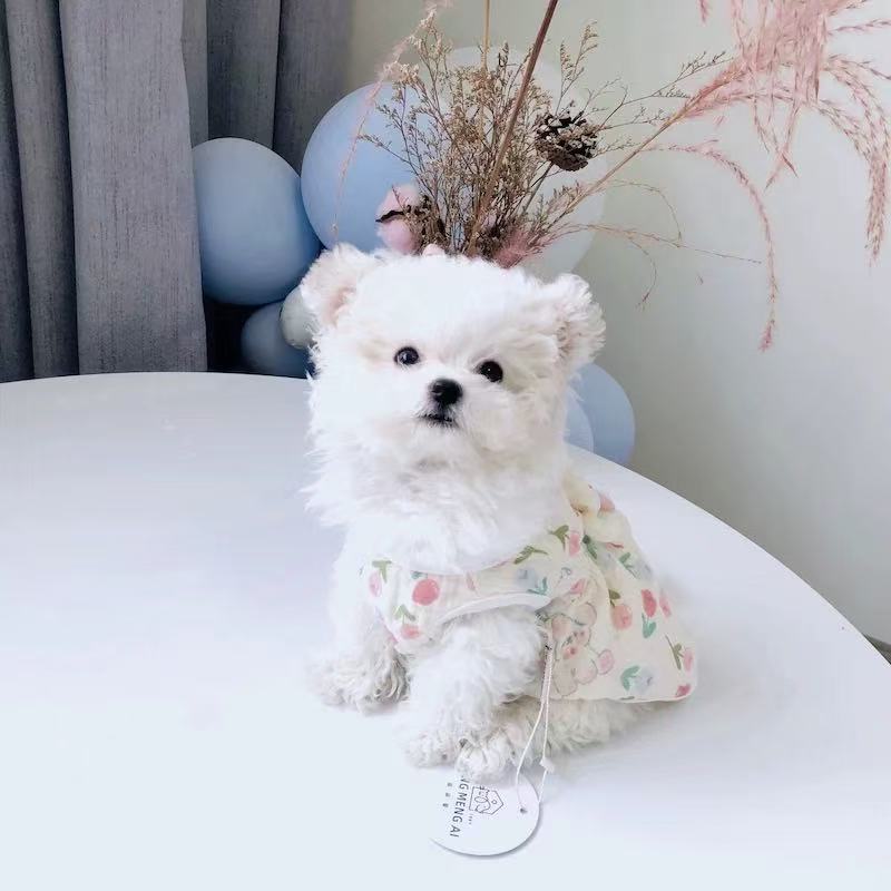 T1068 Pet clothes autumn and winter silk cotton ins dog clothes Teddy Bichon Poodle small dog cat spring and autumn pajamas