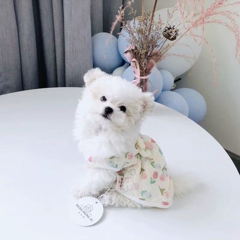 T1068 Pet clothes autumn and winter silk cotton ins dog clothes Teddy Bichon Poodle small dog cat spring and autumn pajamas