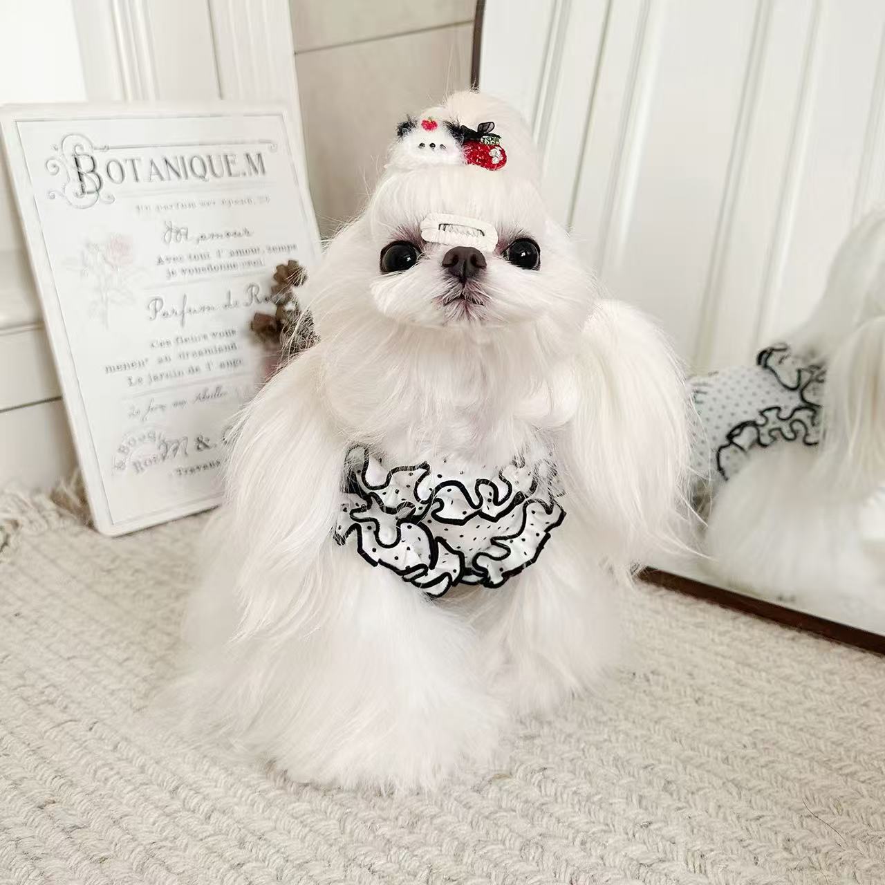 T1063 Lace-up versatile flying sleeve bottoming shirt pet clothes spring and autumn style Teddy Bichon Maltese small dog autumn and winter