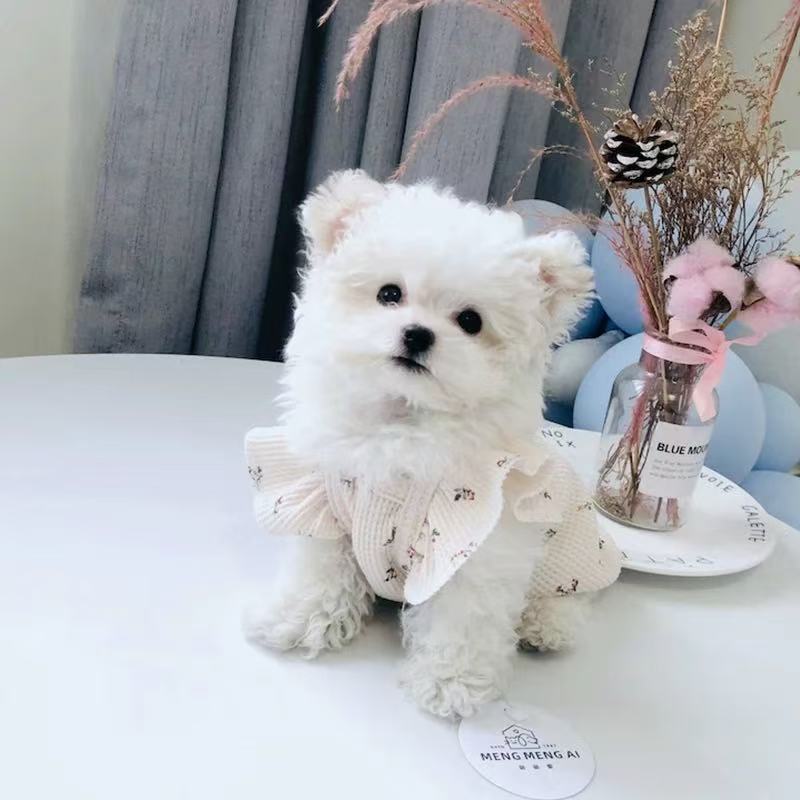 T1086 Flying sleeve tank top dog clothes summer thin Teddy bear panda clothes small dog Pomeranian puppy pet