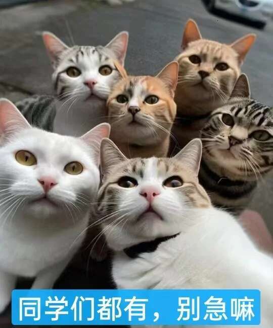 Update Supplies Manufacturer Direct Sales Of Pet Cat Bells Collars Neck Rings Popular