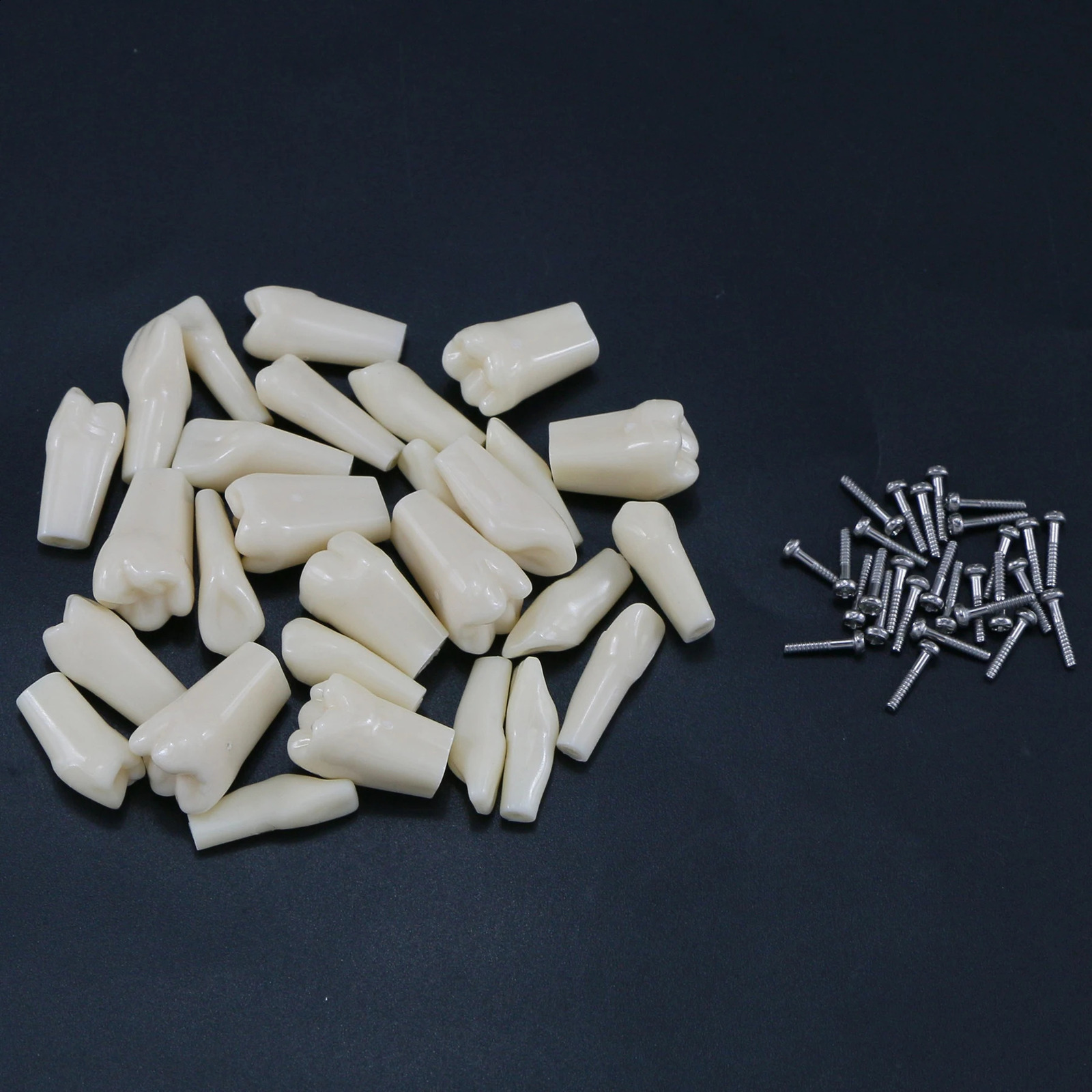 Frasaco ANA-4 Type Fit Dental Replacement Standard 28Pcs Screw-in Teeth Model Typodont Practice Filling Restoration Demo M8021 250227