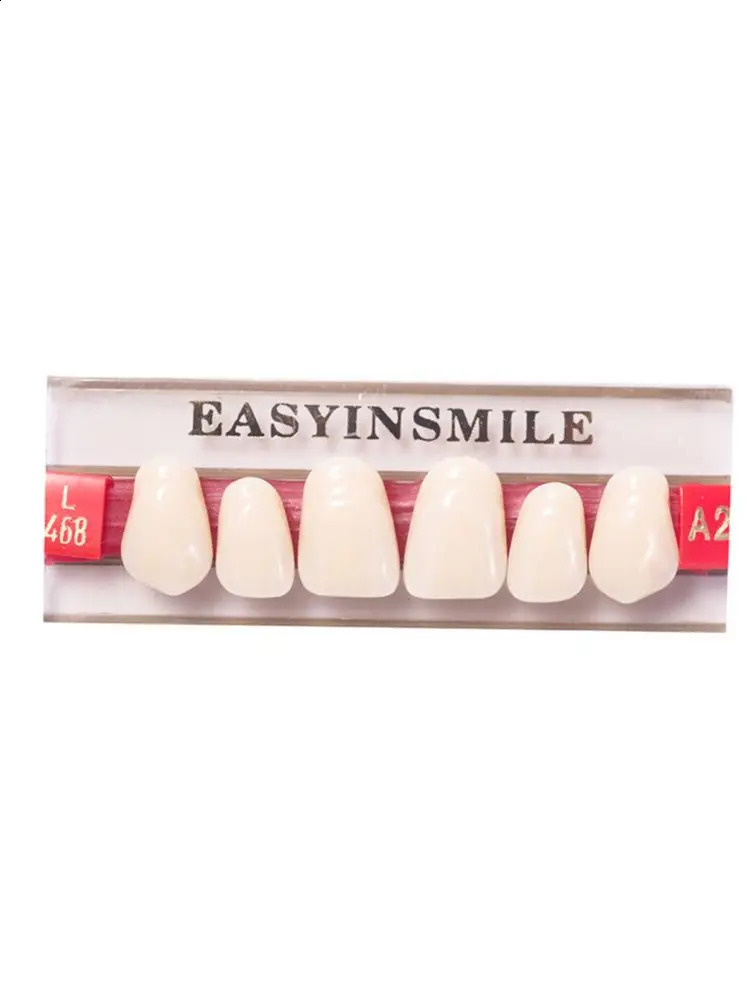 Dental Teaching Model A1/A2/A3 of Maximum Standard Size Teeth Upper and Lower Model for Replacement DIY Halloween 250228