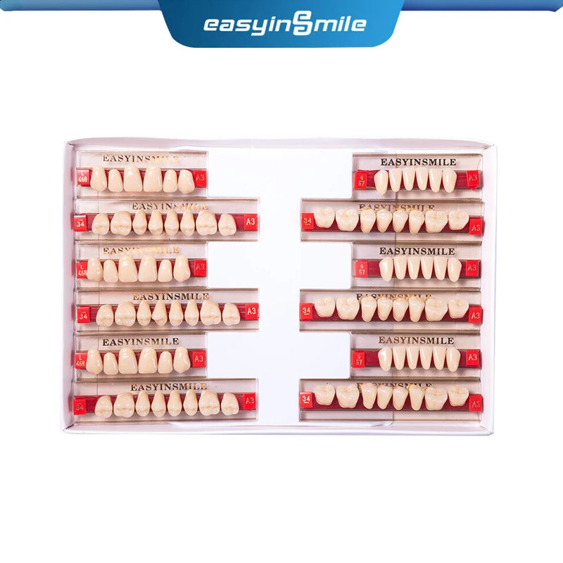 Dental Teaching Model A1/A2/A3 of Maximum Standard Size Teeth Upper and Lower Model for Replacement DIY Halloween 250228