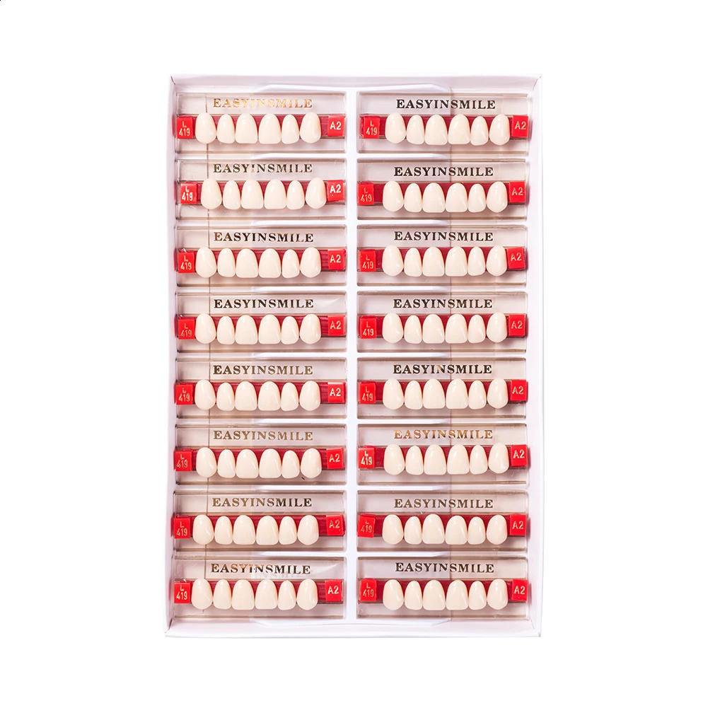 Dental Teaching Model A1/A2/A3 of Maximum Standard Size Teeth Upper and Lower Model for Replacement DIY Halloween 250228
