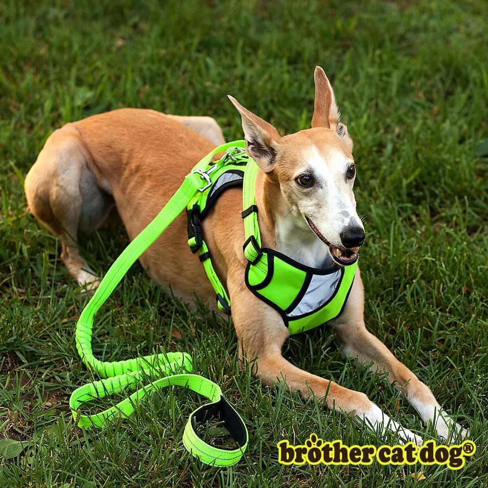 No Pull Pet Harness No Choke Front Lead Dog Harness Adjustable Soft Padded Dog Vest for Medium Large Dogs 250224